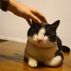 Messi, mi gato, recibiendo una caricia.